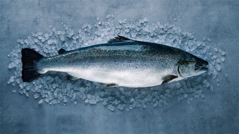 Norwegian salmon. Things To Know About Norwegian salmon. 